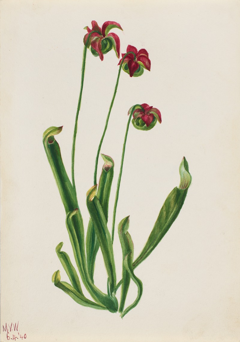 Flower Study by Мэри Вокс Уолкотт, 1940 — digital art print download