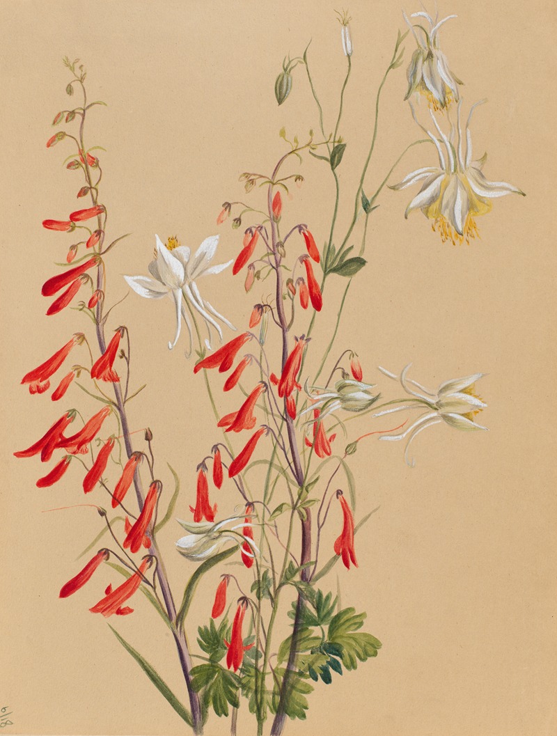 Flower Study by Мэри Вокс Уолкотт — digital art print download