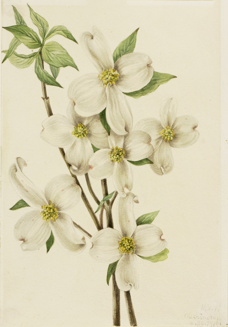 Flowering Dogwood (Cornus florida) by Мэри Вокс Уолкотт, 1919 — digital art print download
