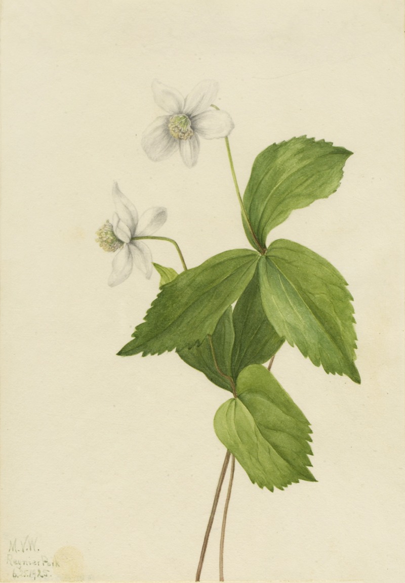 Forest Anemone (Anemone deltoidea) by Мэри Вокс Уолкотт, 1925 — digital art print download