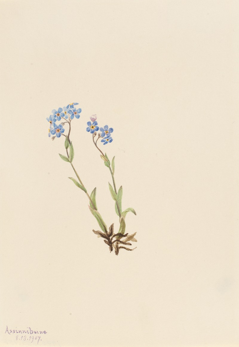 Forget-Me-Not (Myosotis alpestris) — Mary Vaux Walcott