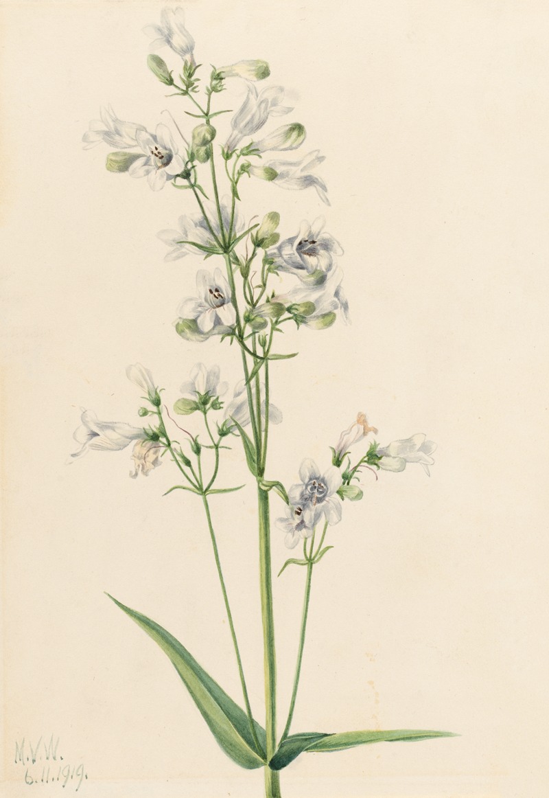 Foxglove Pentstemon (Pentstemon digitalis) by Мэри Вокс Уолкотт, 1919 — digital art print download