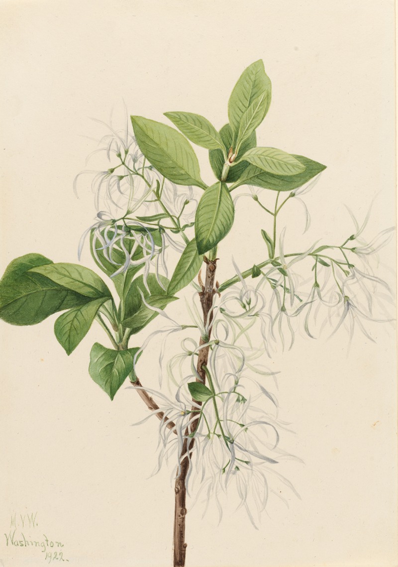 Fringe Tree (Chionanthus virginica) — Мэри Вокс Уолкотт