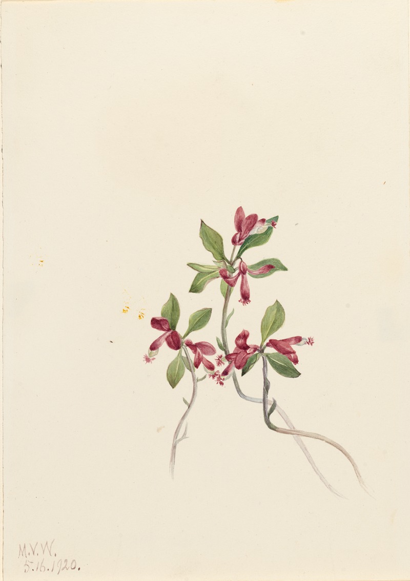 Fringed Polygala (Polygala paucifolia) by Мэри Вокс Уолкотт, 1920 — digital art print download