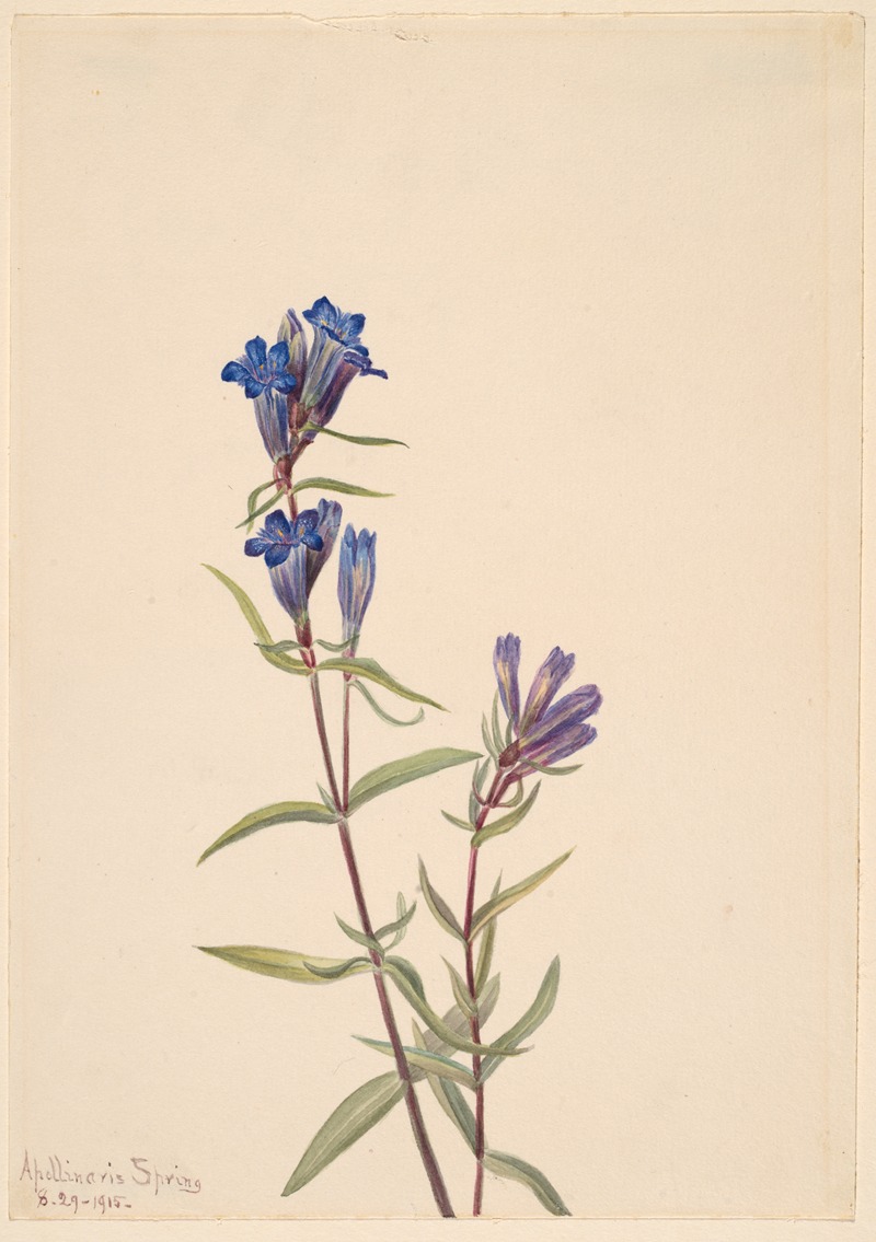 Gentian (Gentiana affinis) by Мэри Вокс Уолкотт, 1915 — digital art print download