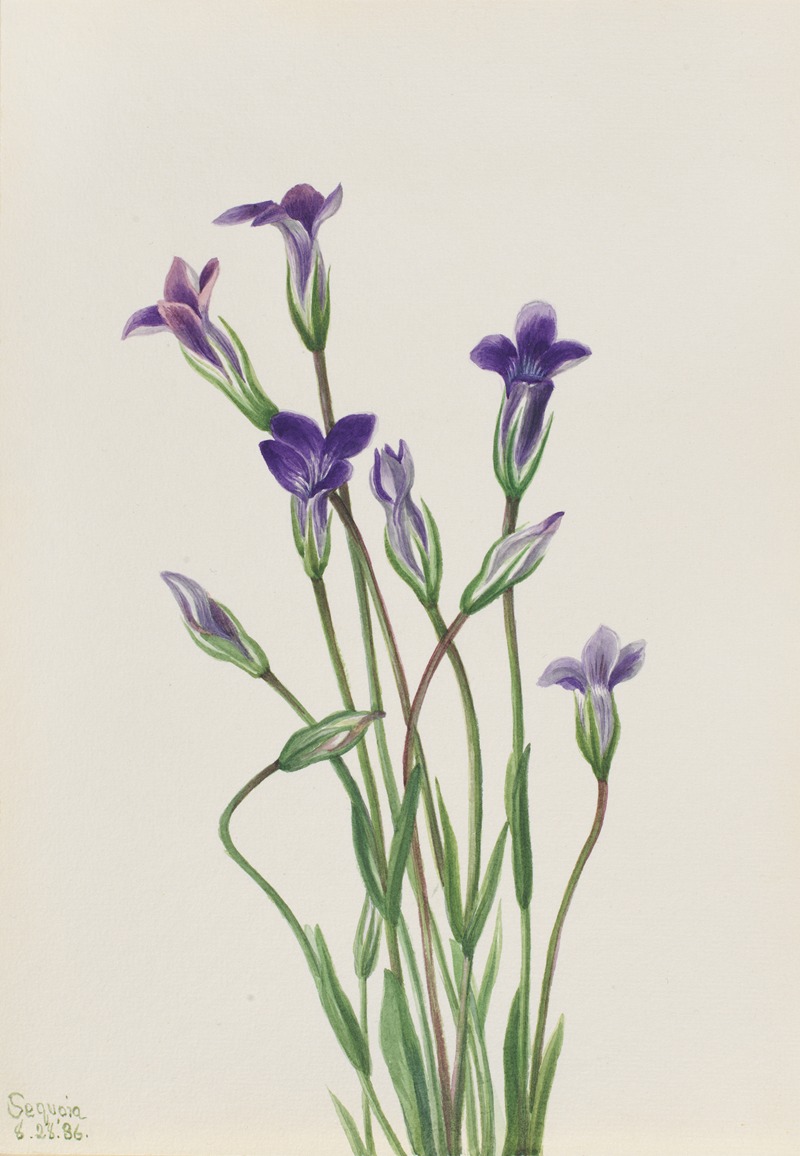 Gentian (Gentiana holopetala) — Mary Vaux Walcott