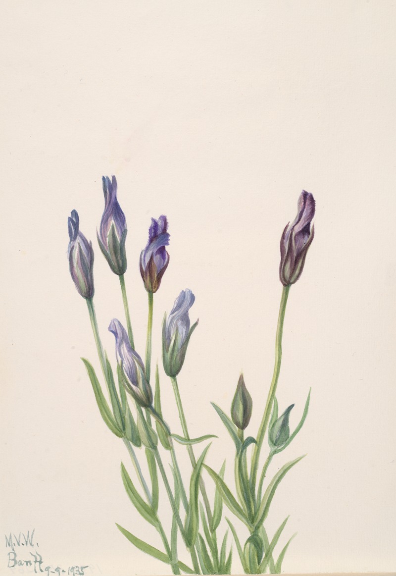 Gentian (Gentiana macounii) — Мэри Вокс Уолкотт