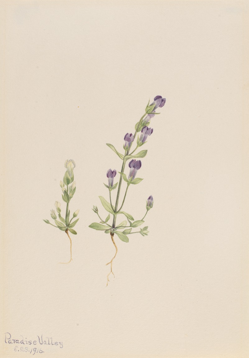 Gentiana propingua by Мэри Вокс Уолкотт, 1916 — digital art print download