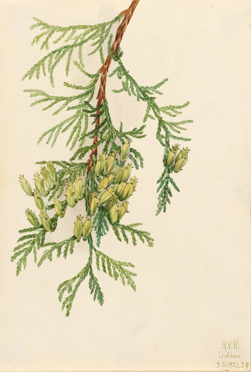 Giant Arborvitae (Thuja plicata) by Мэри Вокс Уолкотт, 1923 — digital art print download
