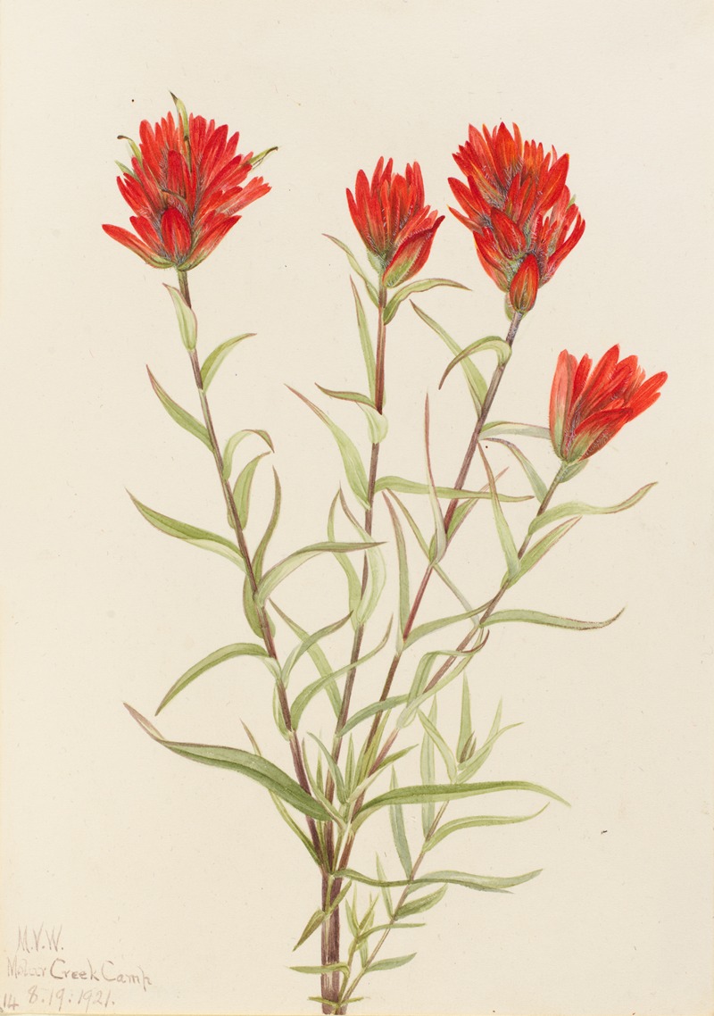 Giant Red Paintbrush (Castilleja miniata) by Мэри Вокс Уолкотт, 1921 — digital art print download
