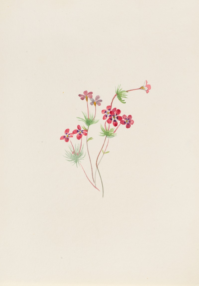 Gilia linanthus parviflorus — Мэри Вокс Уолкотт