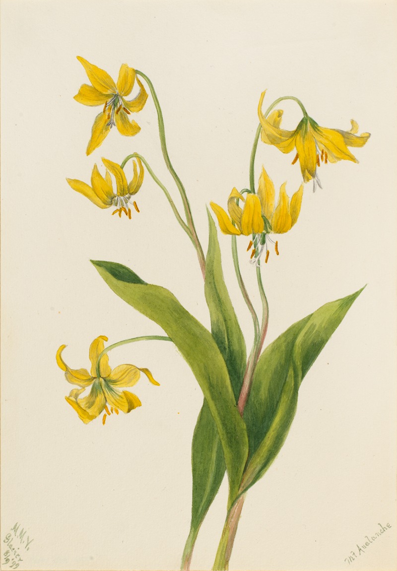 Glacierlily (Erythronium grandiflorum) — Mary Vaux Walcott
