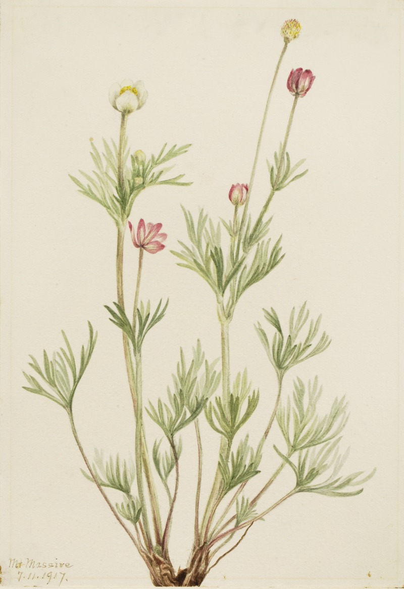 Globe Anemone (Anemone globosa) by Мэри Вокс Уолкотт, 1917 — digital art print download