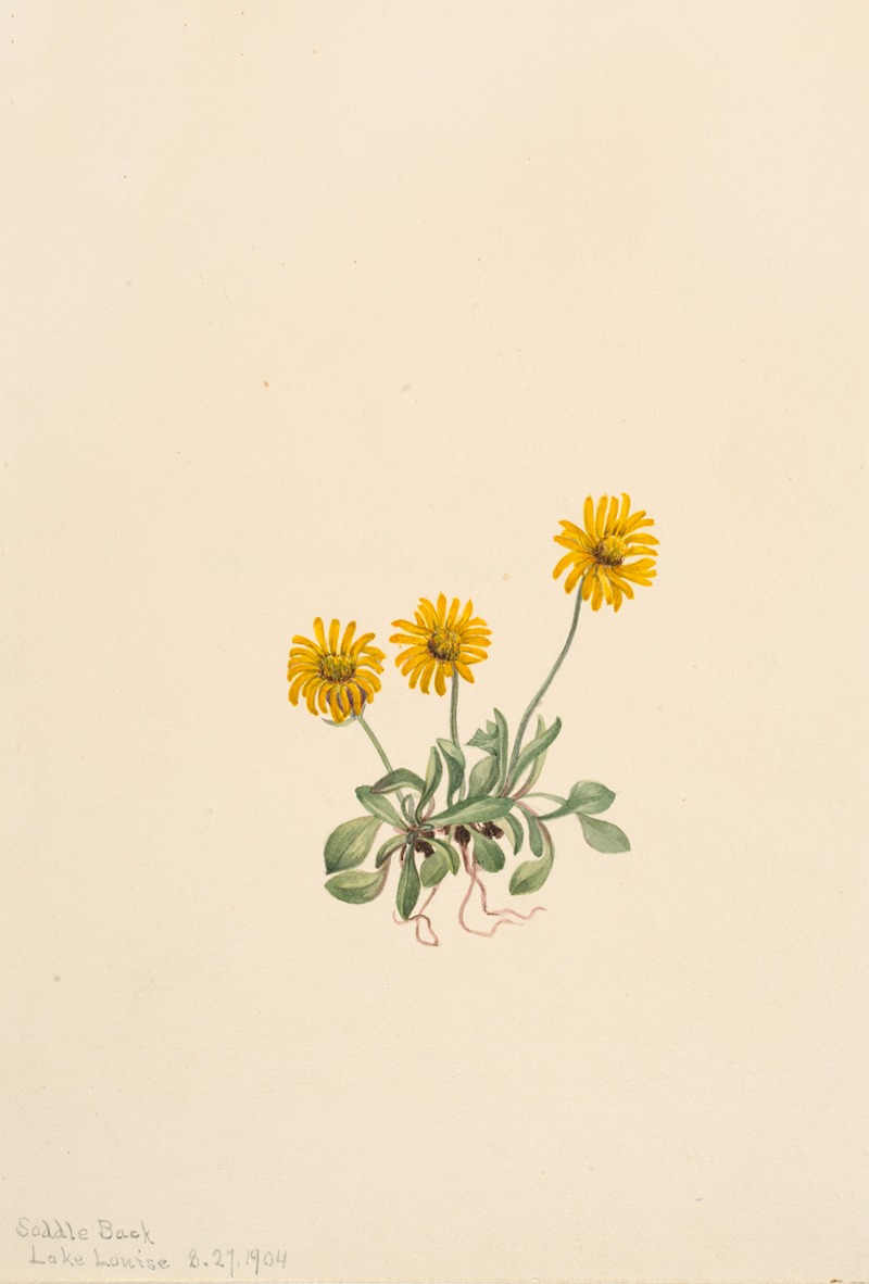 Golden Fleabane (Erigeron aureus) by Мэри Вокс Уолкотт, 1904 — digital art print download