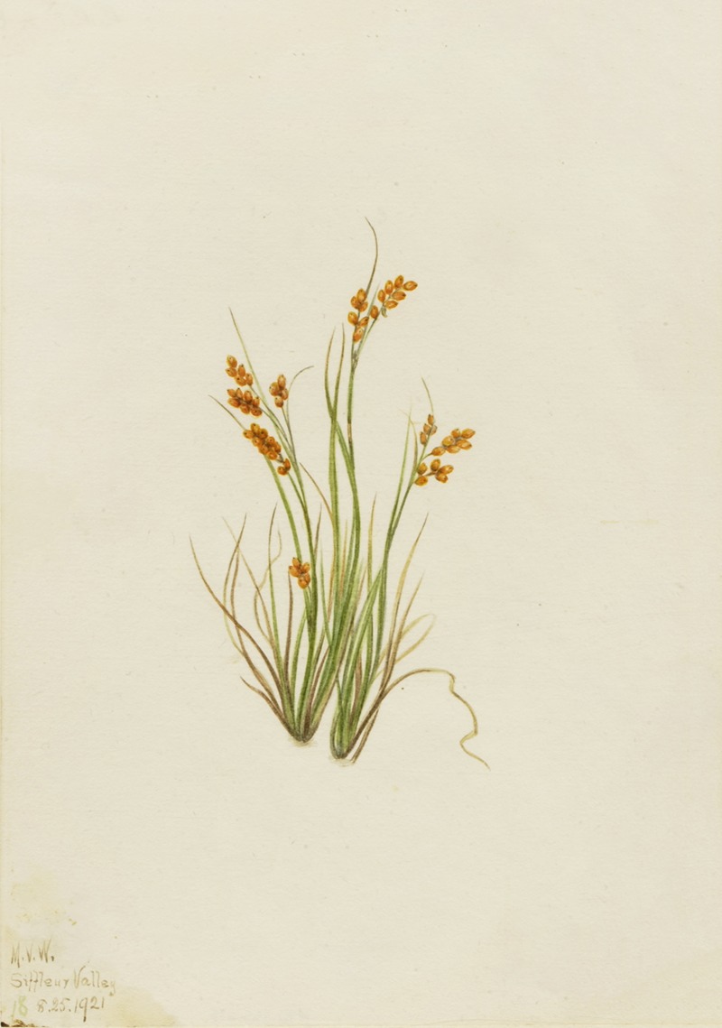 Golden Sedge (Carex aurea) by Мэри Вокс Уолкотт, 1921 — digital art print download