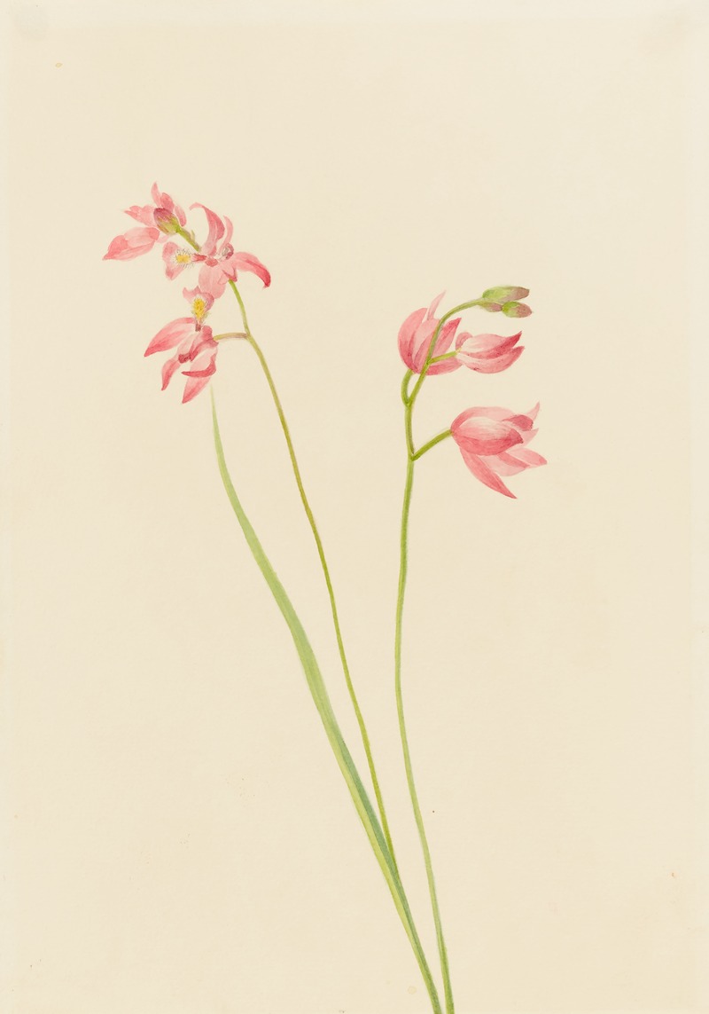 Grass-pink Orchid — Мэри Вокс Уолкотт