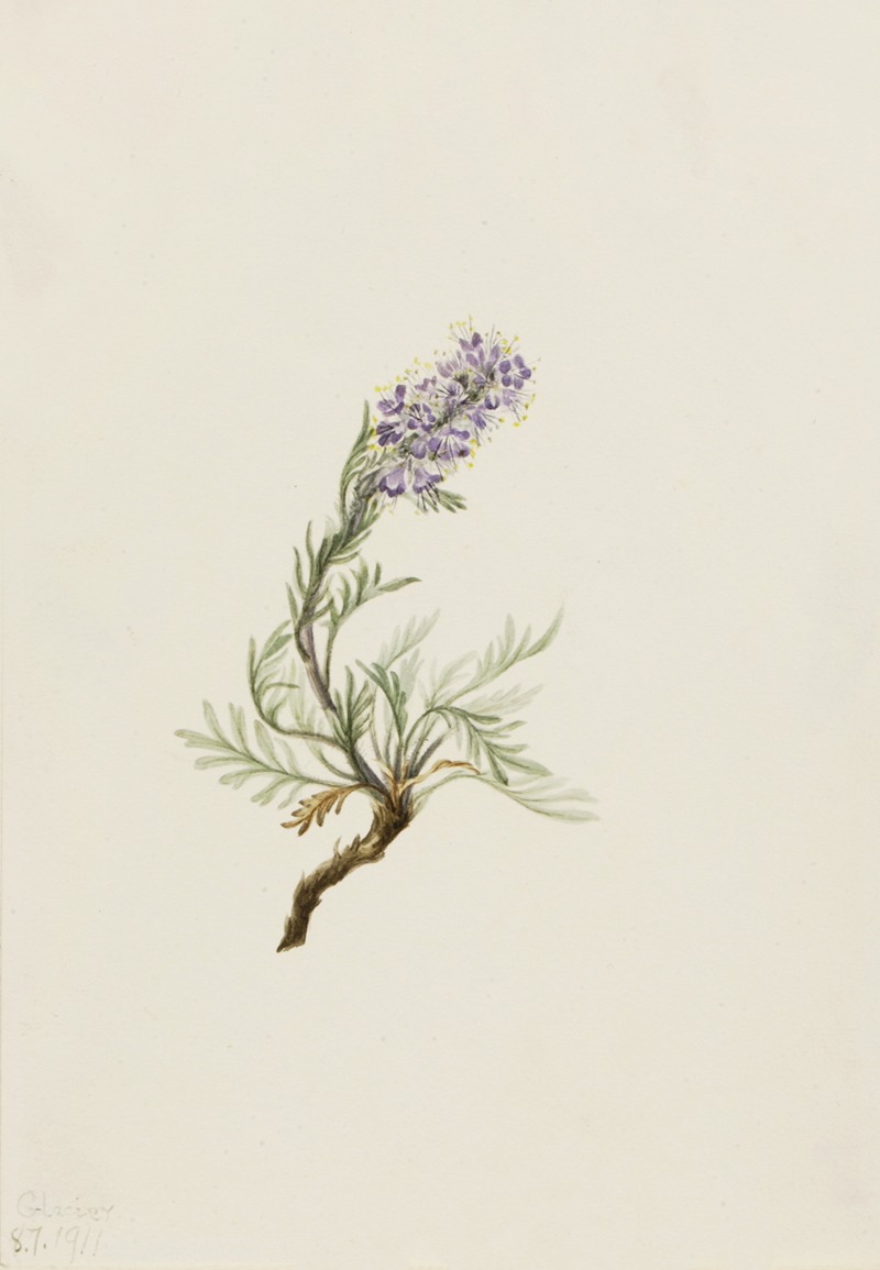 Gray Phacelia (Phacelia sericea) by Мэри Вокс Уолкотт, 1911 — digital art print download