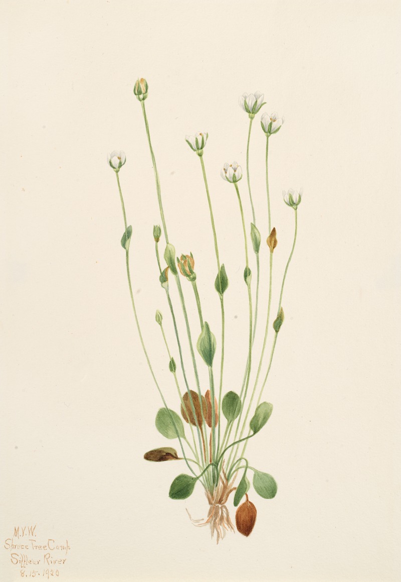 Gray Ragwort (Senecio canus) by Mary Vaux Walcott, 1920 — digital art print download
