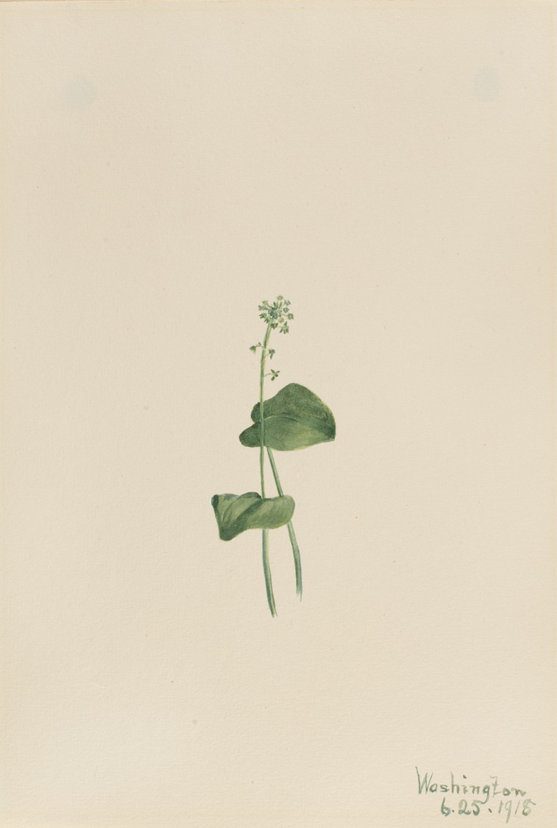 Green Adder's Mouth (Malaxis unifolia) by Мэри Вокс Уолкотт, 1918 — digital art print download