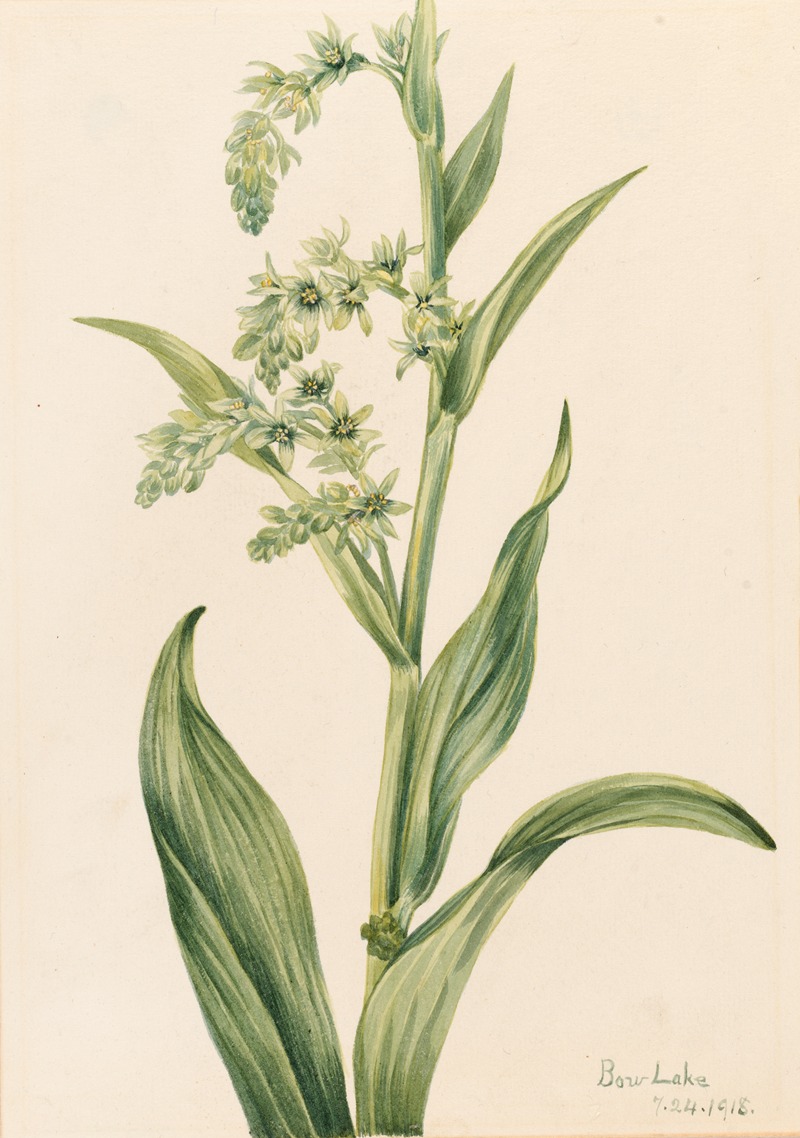 Green Bear Cabbage (Veratrum viride) by Мэри Вокс Уолкотт, 1918 — digital art print download