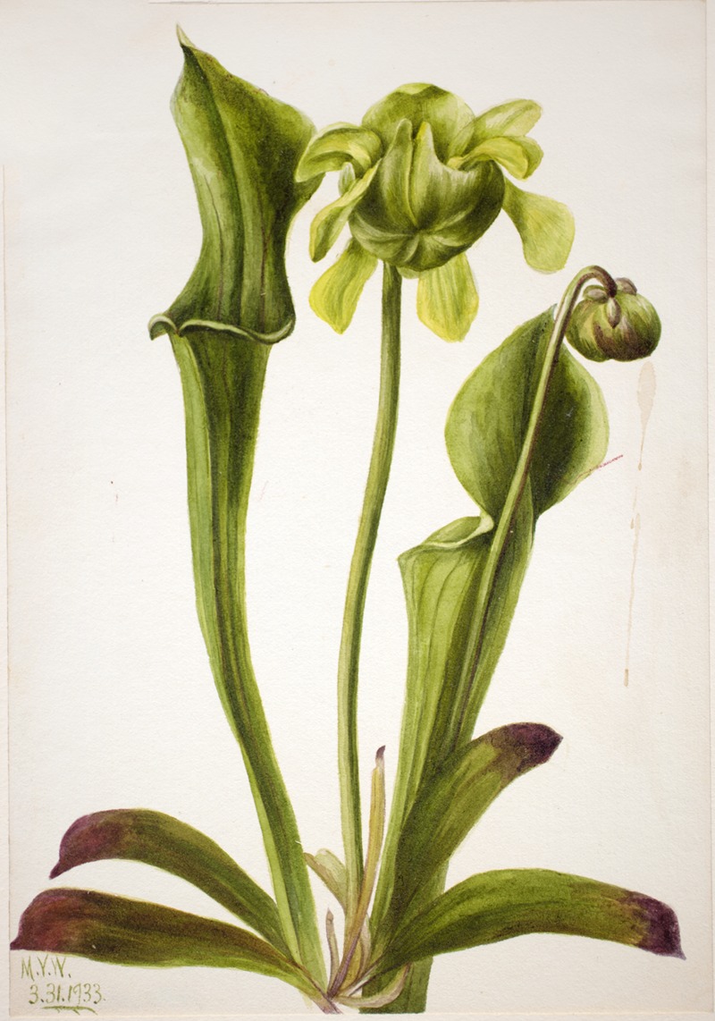 Green Pitcherplant (Sarracenia orephila) — Mary Vaux Walcott