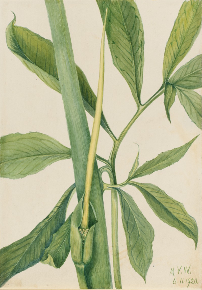 Greendragon (Arisaema dracontium) by Мэри Вокс Уолкотт, 1920 — digital art print download