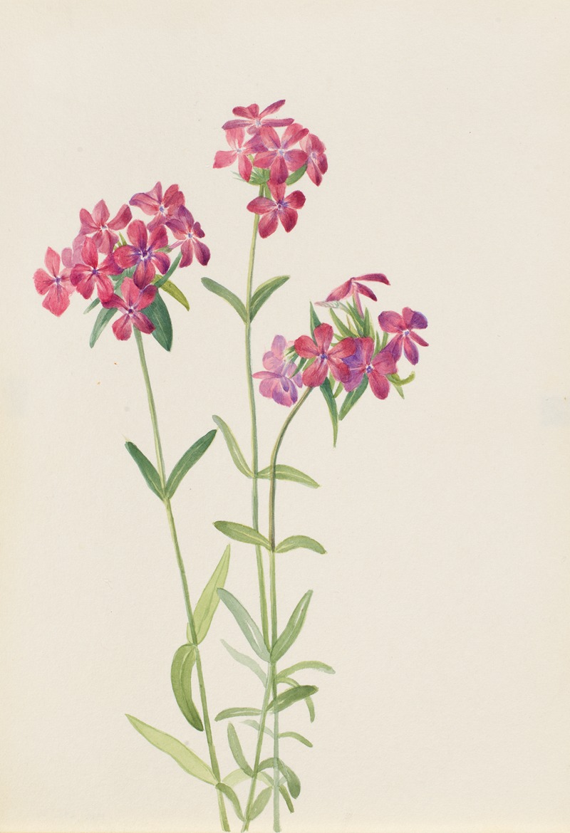 Hairy Phlox (Phlox amoena) — Мэри Вокс Уолкотт
