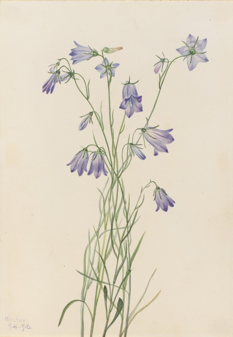 Harebell (Campanula rotundifolia) by Мэри Вокс Уолкотт, 1916 — digital art print download
