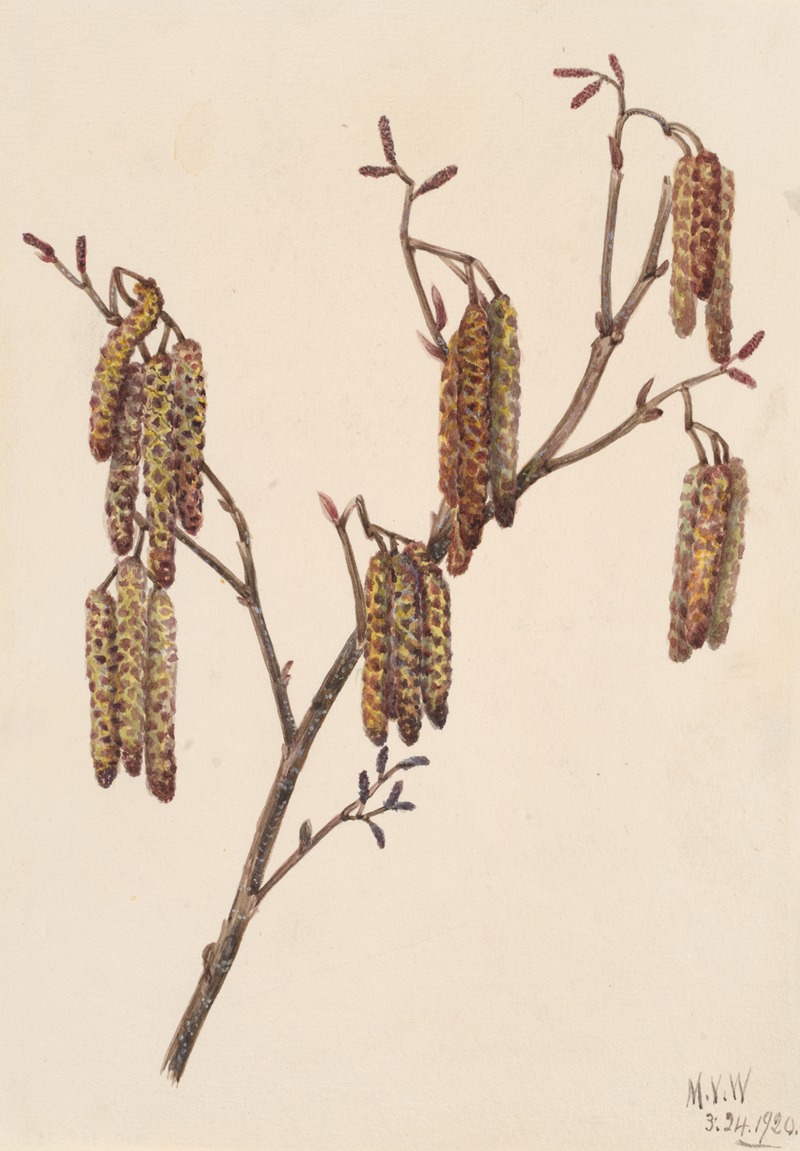 Hazel Alder (Alnus regosa) by Мэри Вокс Уолкотт, 1920 — digital art print download