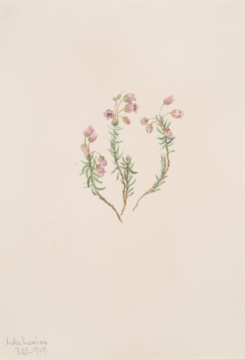 Heather (Phyllodoce intermedia) by Мэри Вокс Уолкотт, 1907 — digital art print download