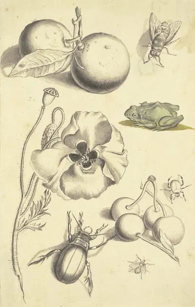 Studienblatt mit einer Mohnblume, Pflaumen, Kirschen, zwei Käfern, einer Fliege, einer Biene und einem Frosch by Иоганн…