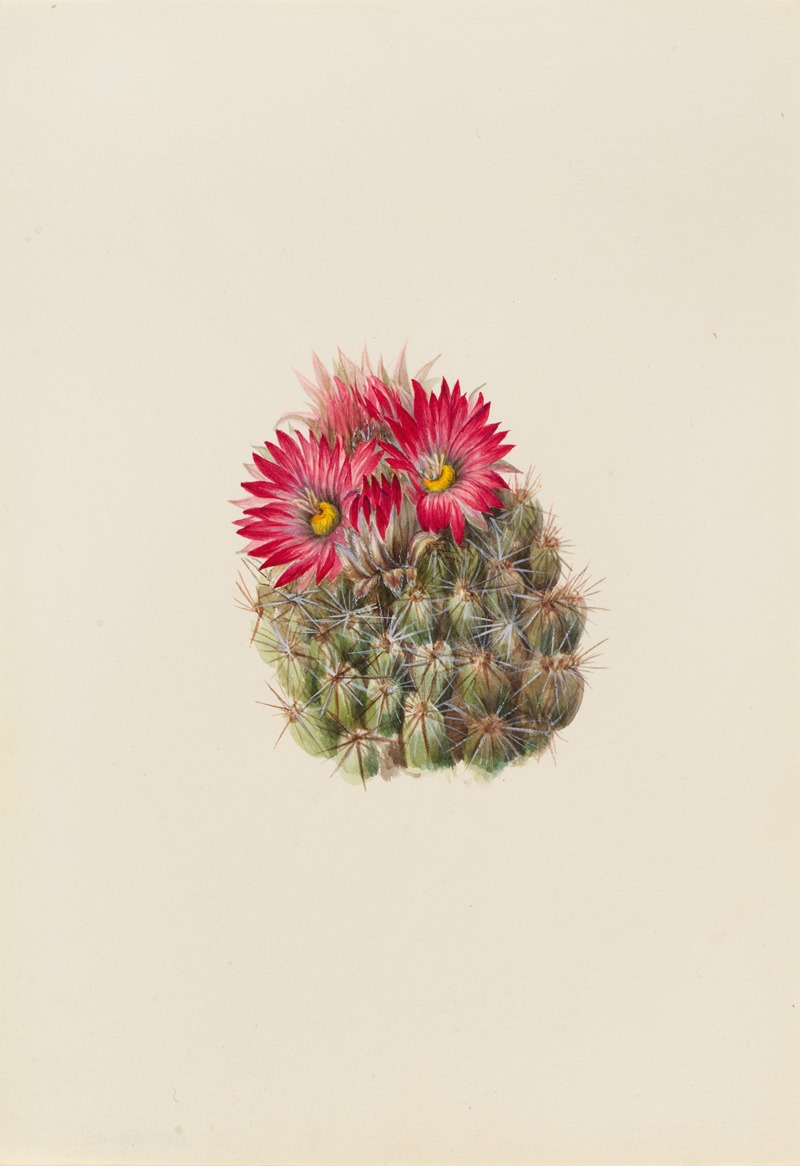 Hedgehog Cactus (Coryphantha arizonica) by Мэри Вокс Уолкотт, 1933 — digital art print download