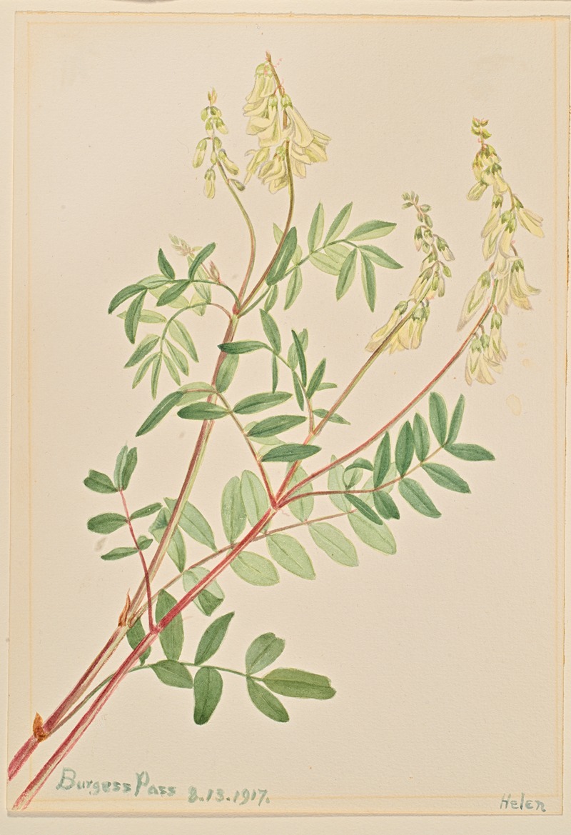 Hedysarum (Hedysarum sulphurescens) by Мэри Вокс Уолкотт, 1917 — digital art print download