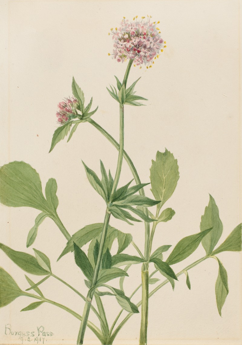 Heliotrope Valerian (Valeriana sitchensis) — Mary Vaux Walcott