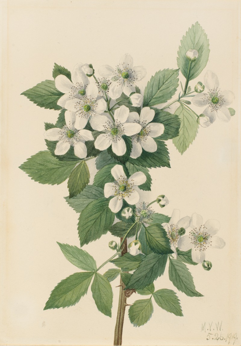Highbush Blackberry (Rubus argutus) by Мэри Вокс Уолкотт, 1919 — digital art print download