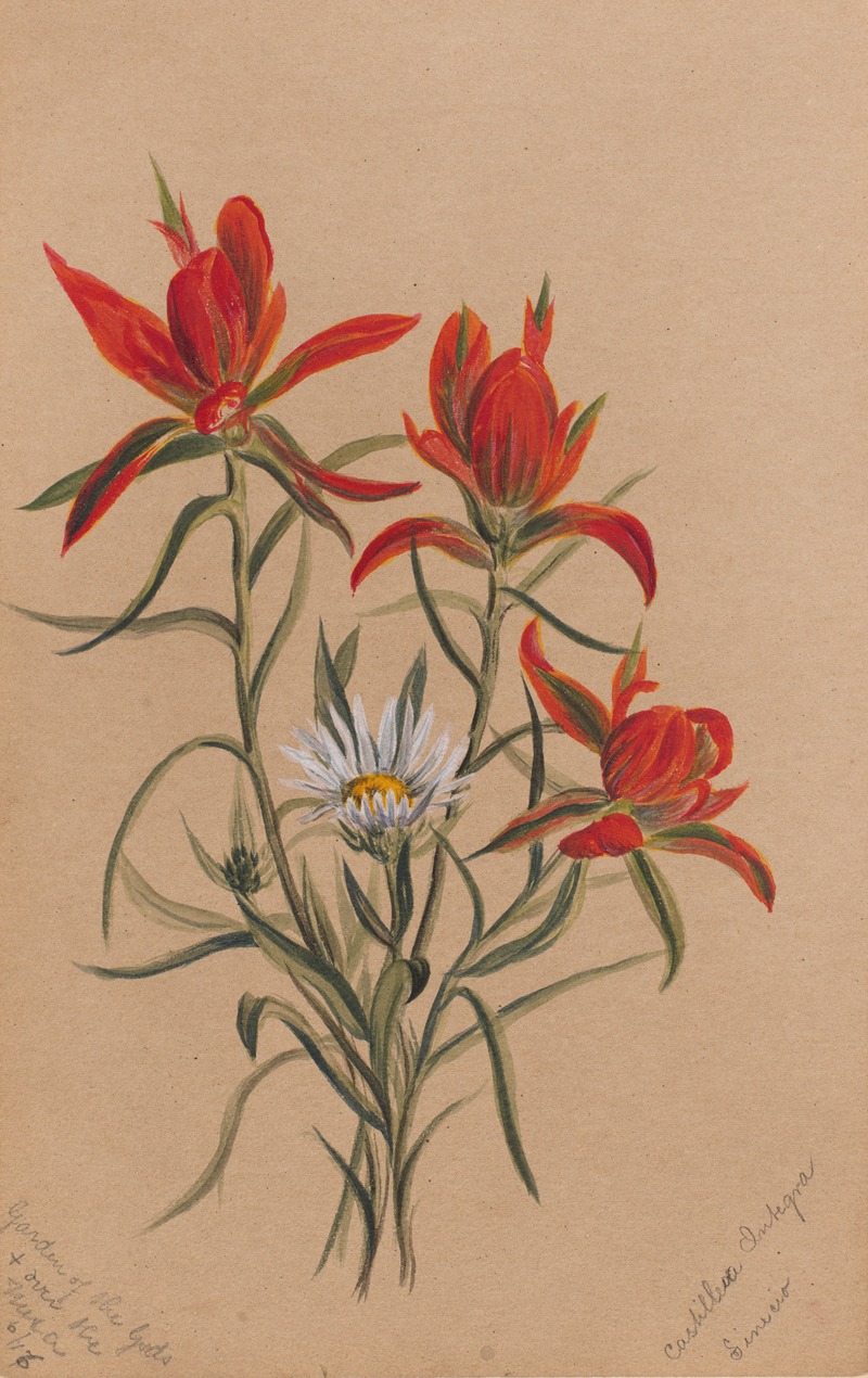 Indian Paintbrush (Castilleja rhexifolia) — Mary Vaux Walcott