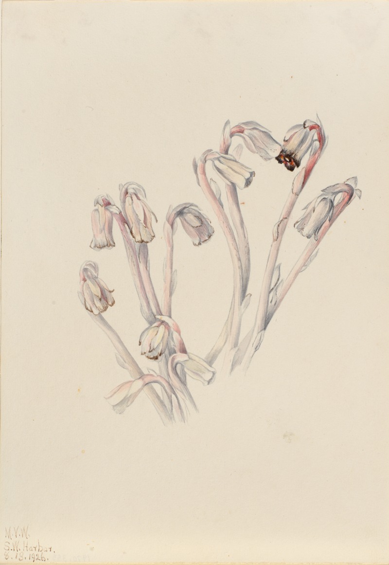 Indian Pipe (Monotropa uniflora) by Мэри Вокс Уолкотт, 1926 — digital art print download
