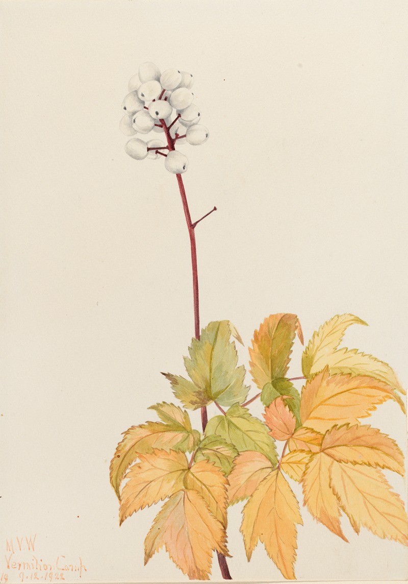 Ivory Baneberry (Actaea arguta) by Мэри Вокс Уолкотт, 1922 — digital art print download
