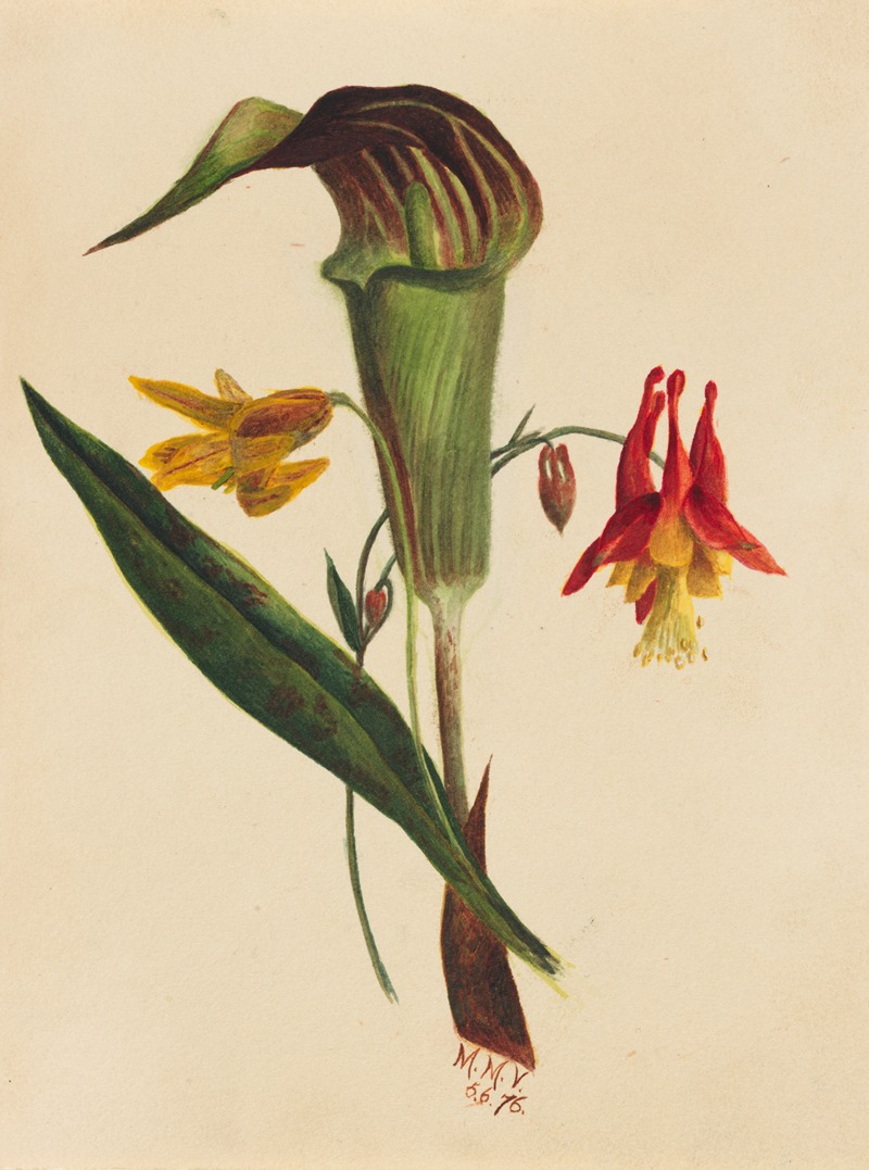 Jack in the Pulpit by Мэри Вокс Уолкотт, 1876 — digital art print download