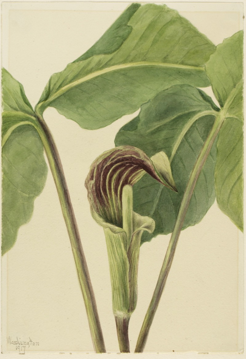 Jack-in-the-pulpit (Arisaema triphyllum) by Мэри Вокс Уолкотт, 1917 — digital art print download