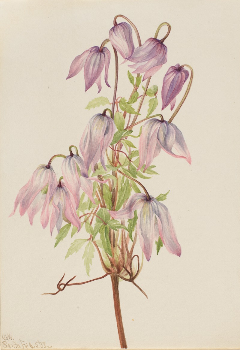 Jicarilla (Clematis pseudoalpina) by Мэри Вокс Уолкотт, 1933 — digital art print download