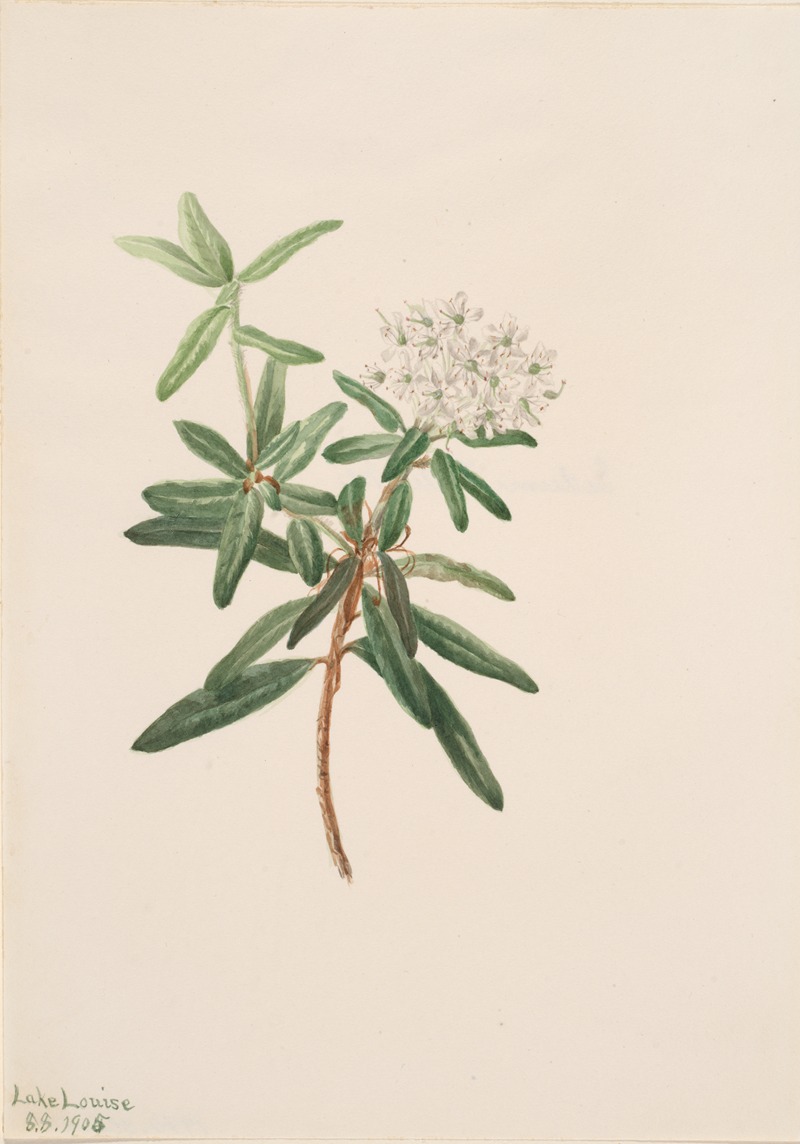 Labrador Tea (Ledum groenlandicum) — Мэри Вокс Уолкотт