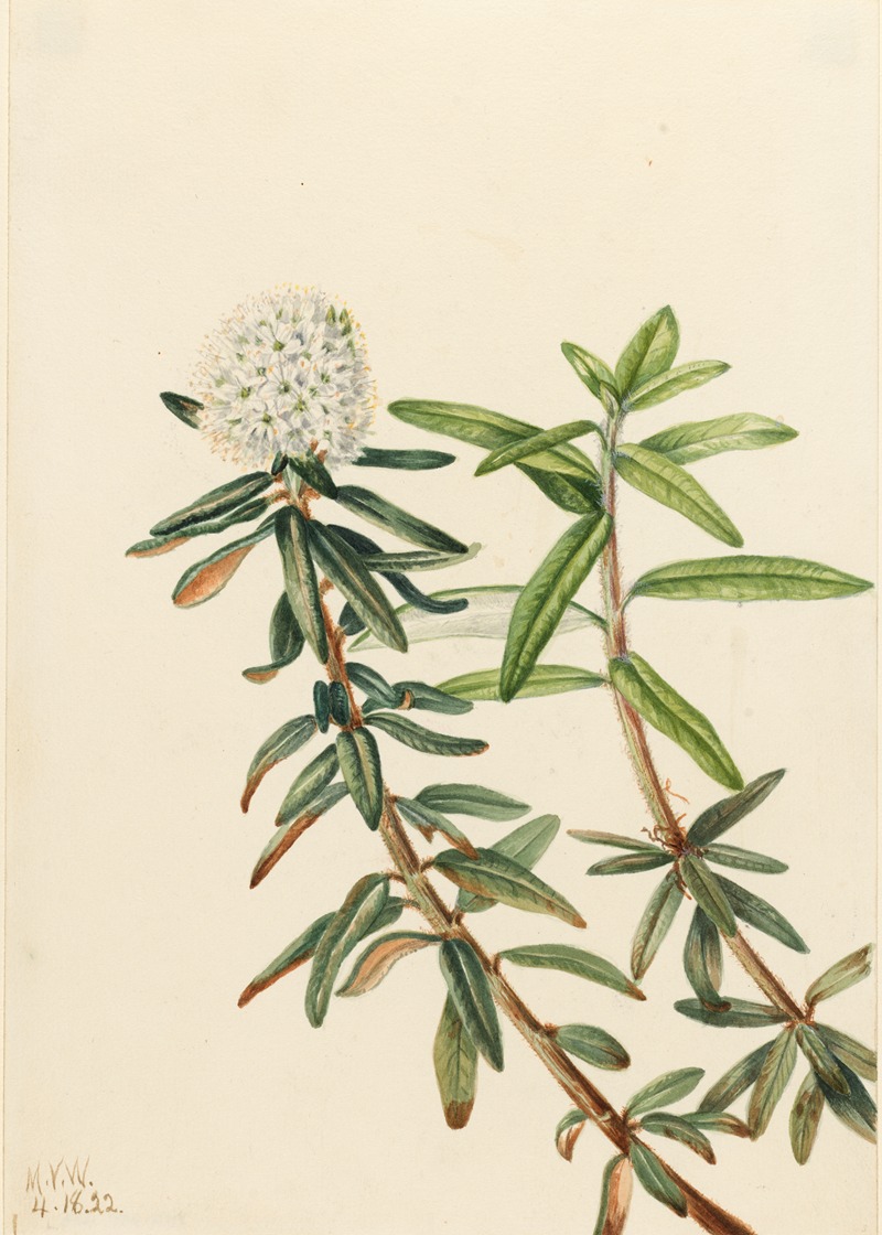 Labrador Tea (Ledum groenlandicum) — Мэри Вокс Уолкотт