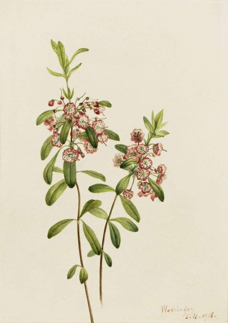 Lambkill (Kalmia angustifolia) by Мэри Вокс Уолкотт, 1918 — digital art print download