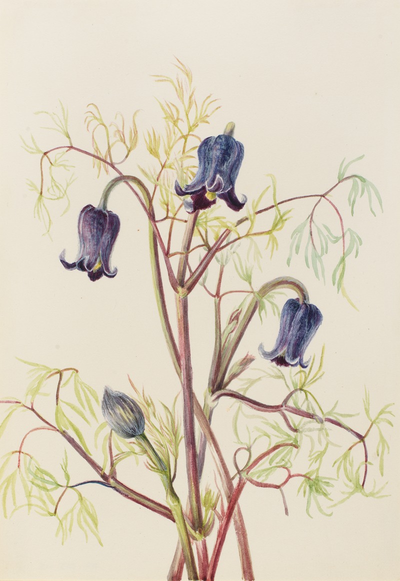 Leather Flower (Clematis hirsutissima) by Мэри Вокс Уолкотт — digital art print download
