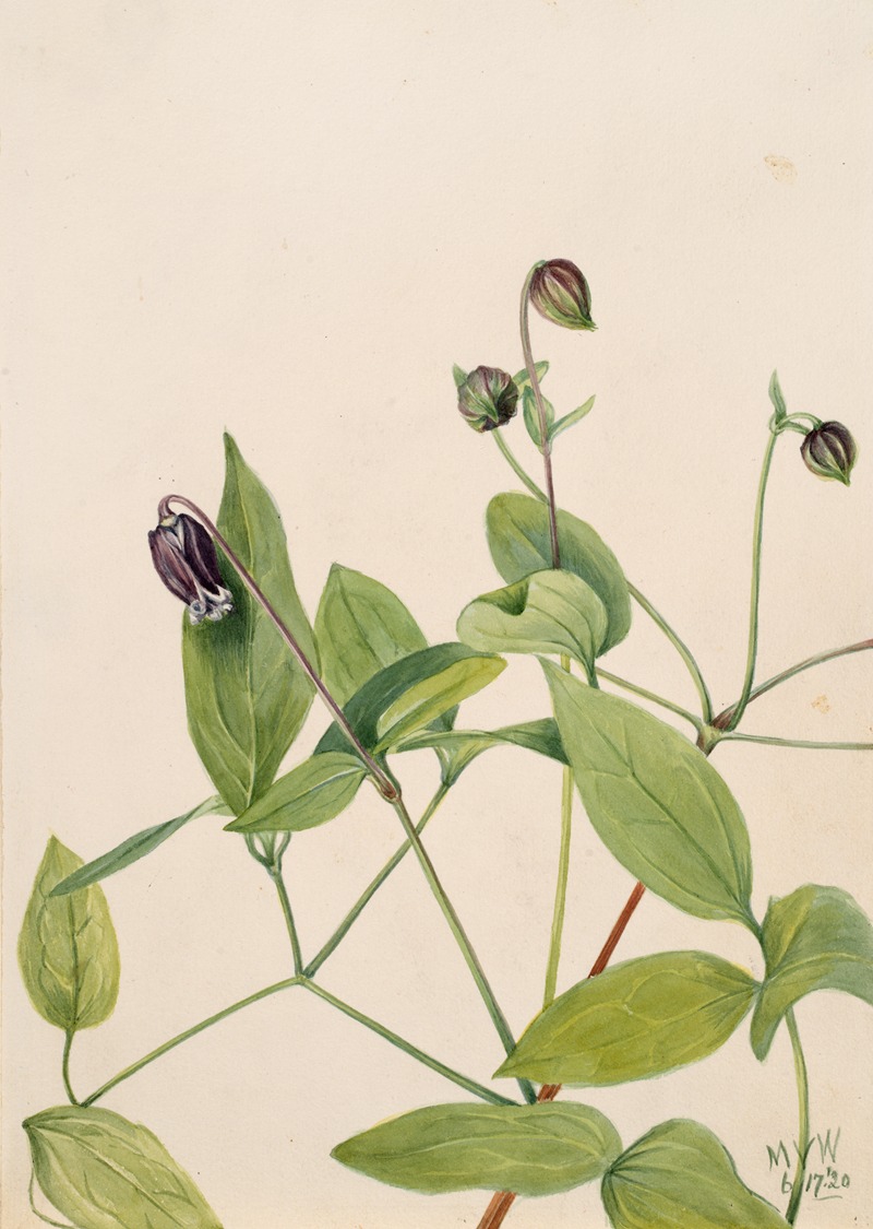Leather Flower (Clematis viorna) by Мэри Вокс Уолкотт, 1920 — digital art print download