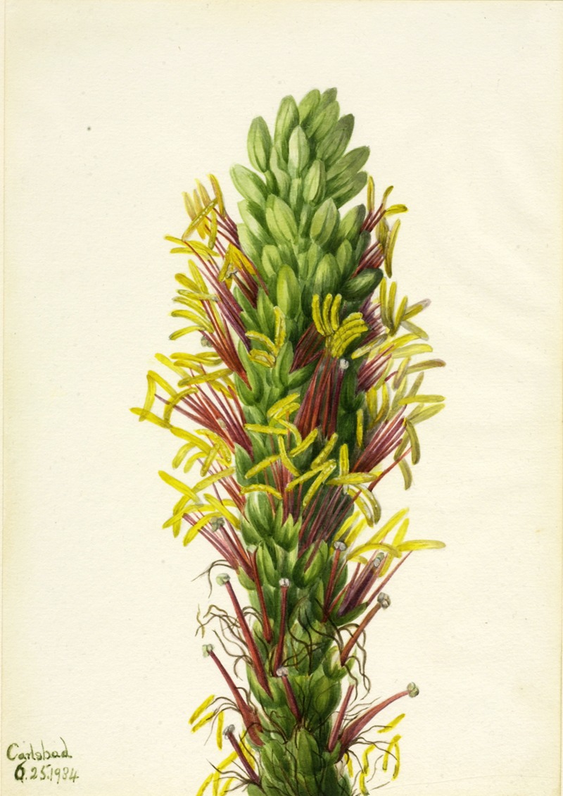 Lechuguilla (Agava lechuguilla) — Mary Vaux Walcott