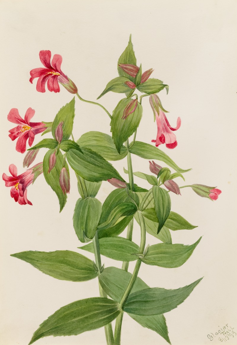 Lewis Monkey Flower (Mimulus lewisii) by Мэри Вокс Уолкотт, 1899 — digital art print download