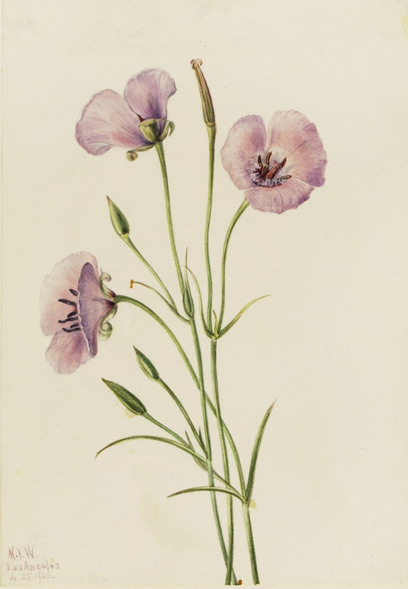 Lilac Mariposa (Calochortus splendens) — Mary Vaux Walcott