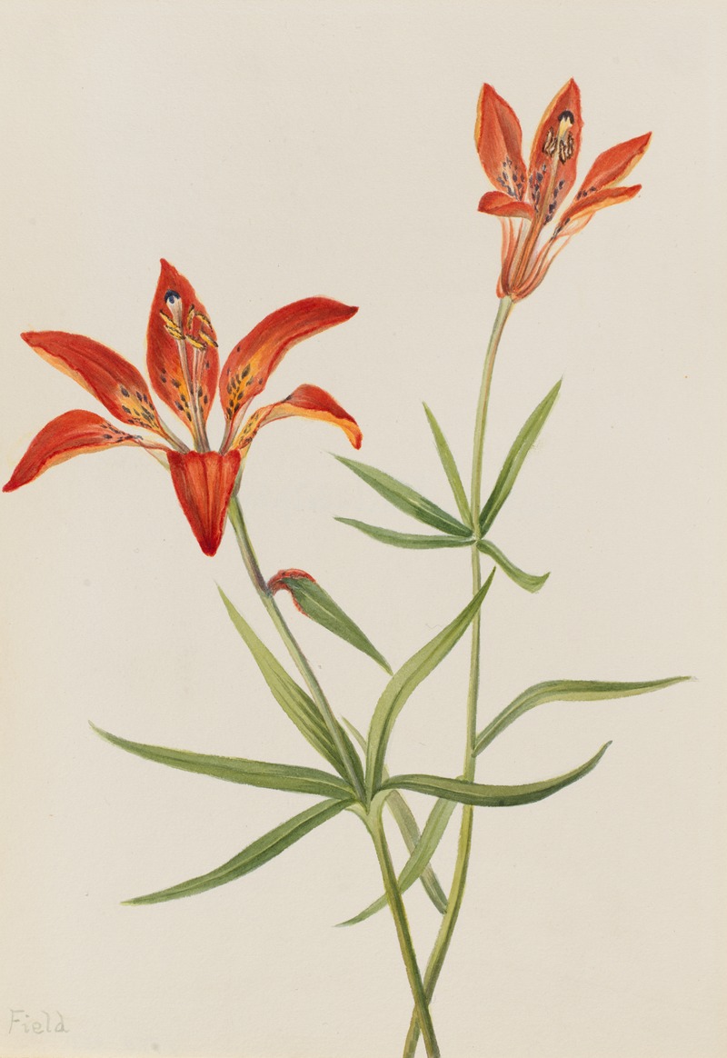 Lily (Lilium montanum) by Мэри Вокс Уолкотт — digital art print download